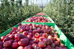 orchard-1
