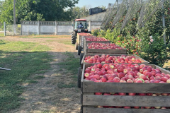 orchard-13