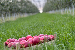 orchard-5