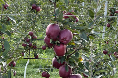 orchard-7
