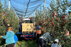 orchard-9